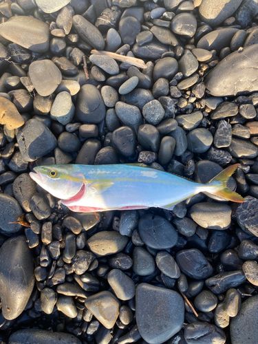 ワカシの釣果