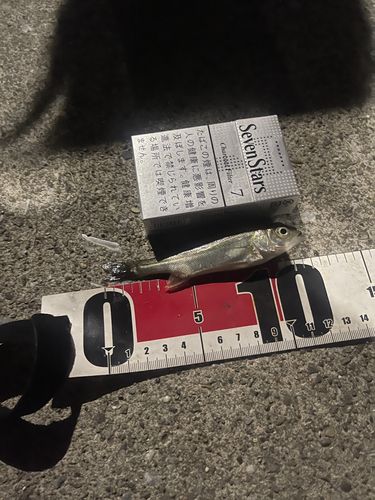 フッコ（マルスズキ）の釣果