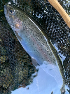 ニジマスの釣果