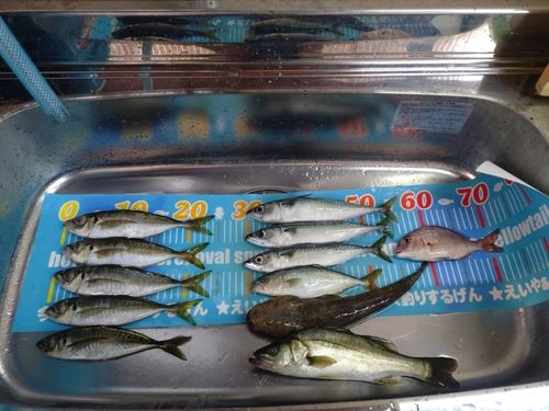 アジの釣果