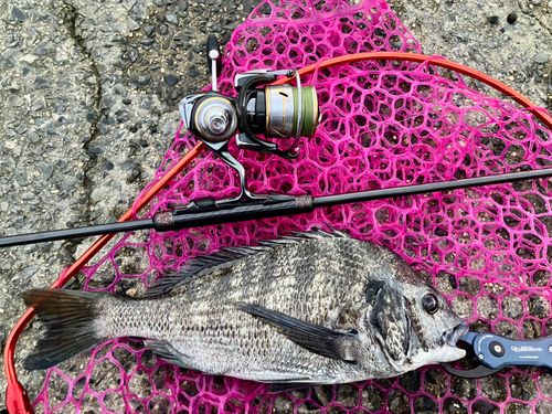 チヌの釣果