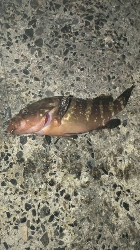 アコウの釣果