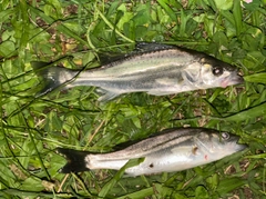 マルスズキの釣果