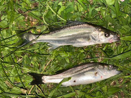 マルスズキの釣果