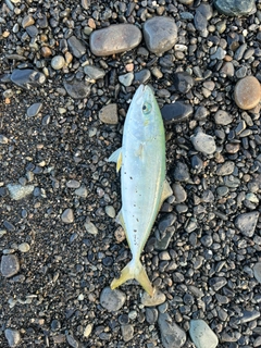 ワカシの釣果