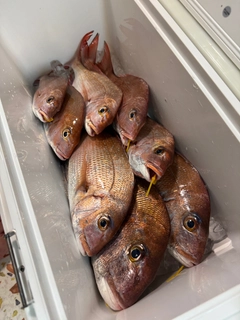 マダイの釣果