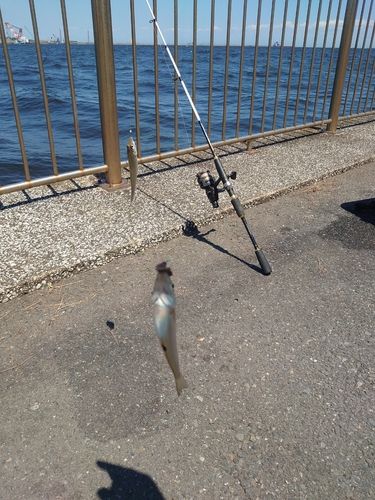 シロギスの釣果