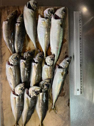 アジの釣果