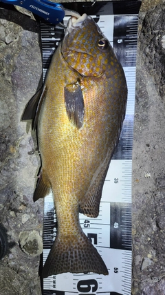 コロダイの釣果