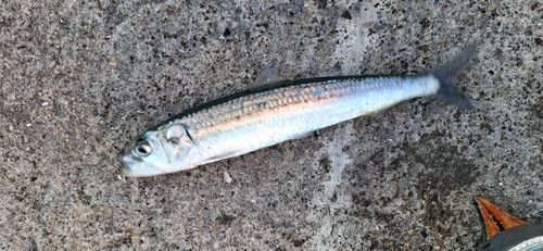 釣果