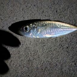 アジ