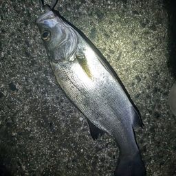 セイゴ（ヒラスズキ）