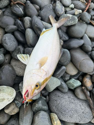 ショゴの釣果