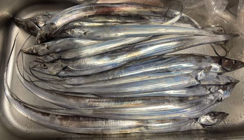タチウオの釣果