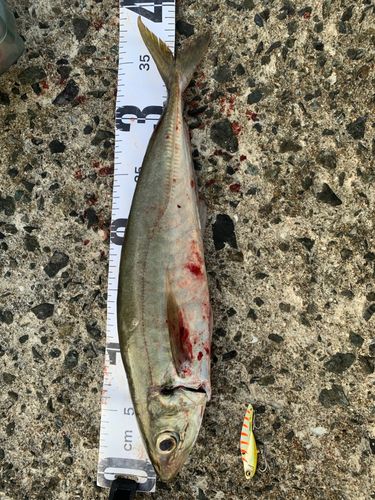 マルアジの釣果