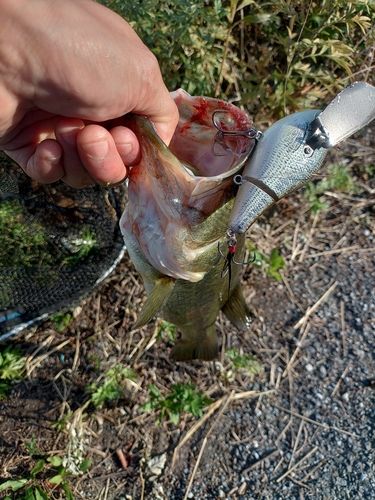 ラージマウスバスの釣果