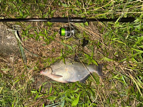 ダントウボウの釣果