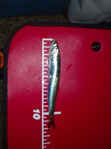 カタクチイワシの釣果