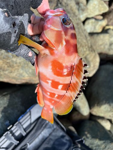 アカハタの釣果
