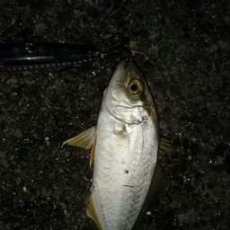 ショゴ