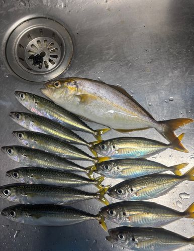 ショゴの釣果