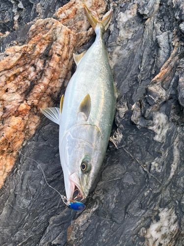 ヤズの釣果