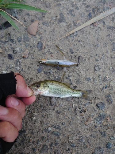 ブラックバスの釣果