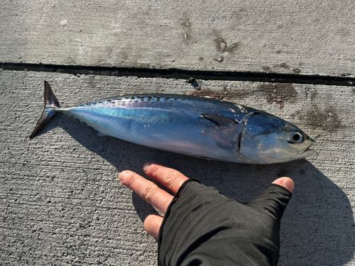 マルソウダの釣果