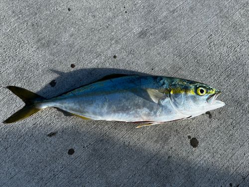 ワカシの釣果