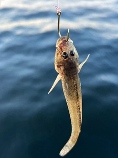 ハゼの釣果