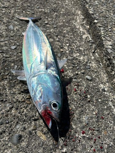 マルソウダの釣果