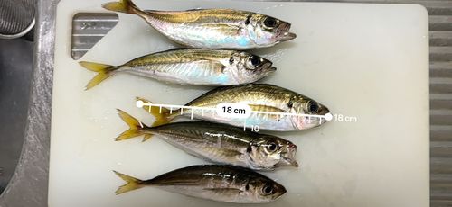 アジの釣果