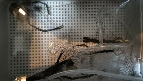 テナガエビの釣果