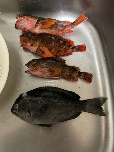 グレの釣果