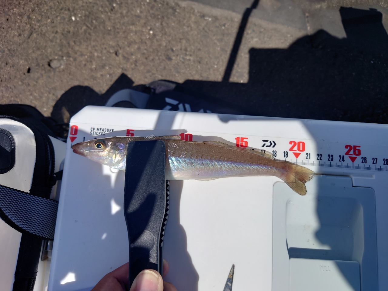 DAIWA 24スカイキャスター 33-405・Kの最安値・インプレ・釣果