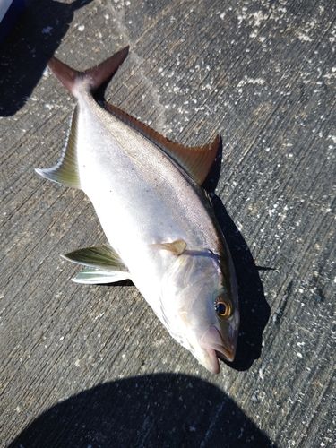 カンパチの釣果
