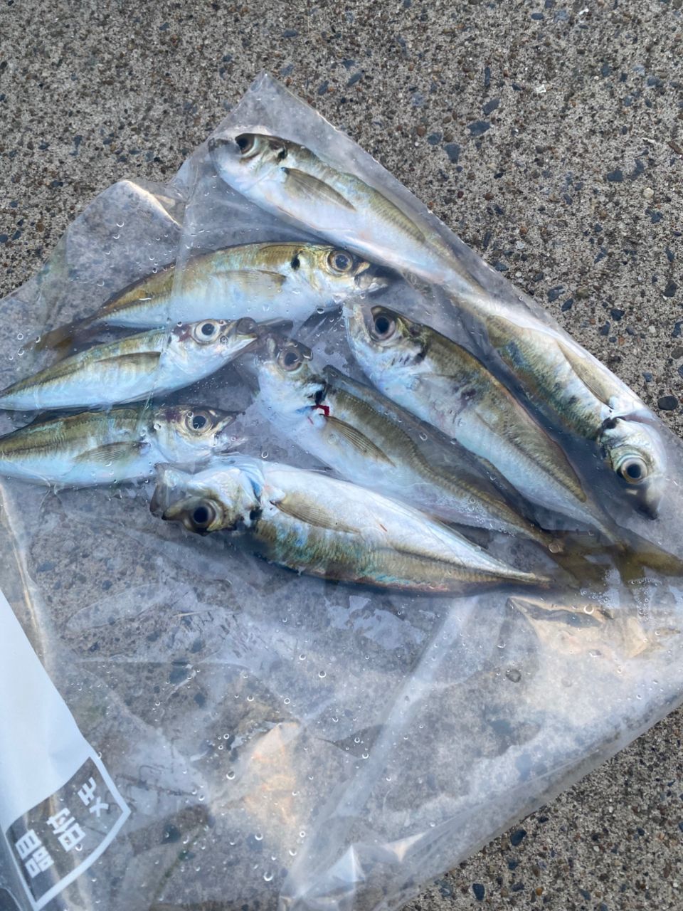 SHIMANO 23ソアレ BB アジング S64UL-Sの最安値・インプレ・釣果