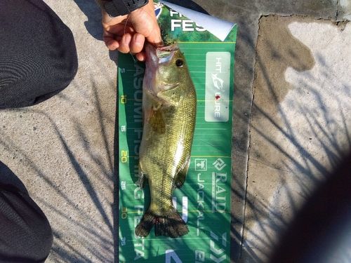 ブラックバスの釣果