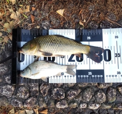 コイの釣果