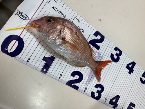 マダイの釣果