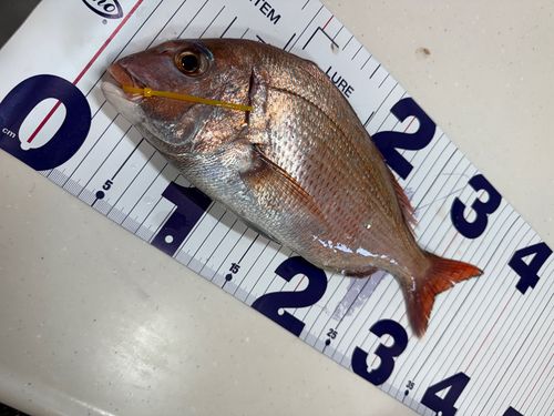 マダイの釣果