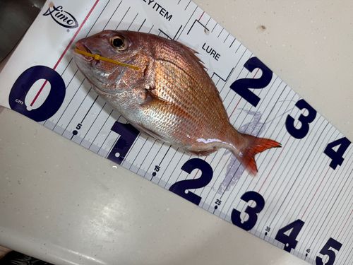 マダイの釣果