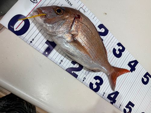 マダイの釣果