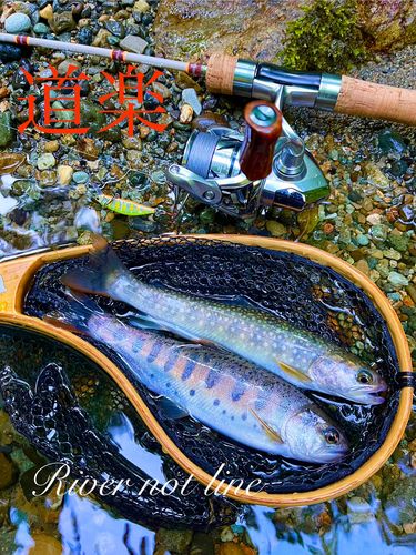 ヤマメの釣果