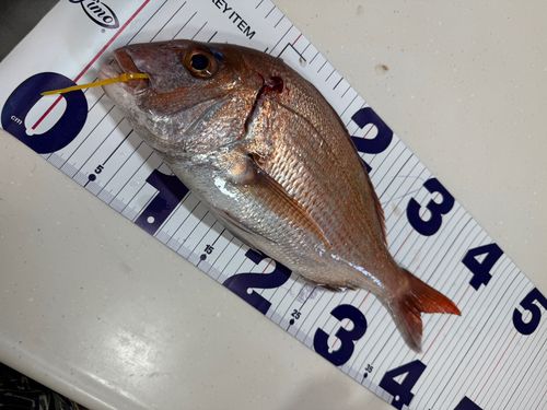 マダイの釣果
