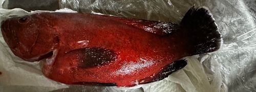 アザハタの釣果