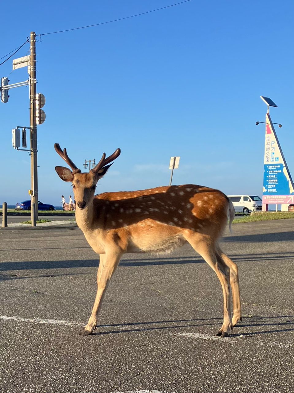ウグイ