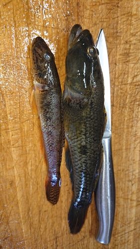 マハゼの釣果