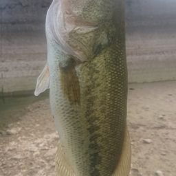 ラージマウスバス