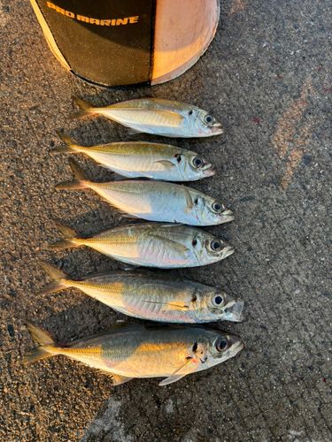 マアジの釣果